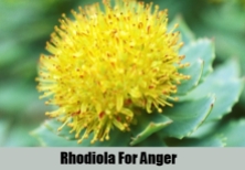 Website Rhodiola