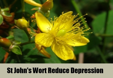 Website St-Johns-Wort-Reduce-Depression